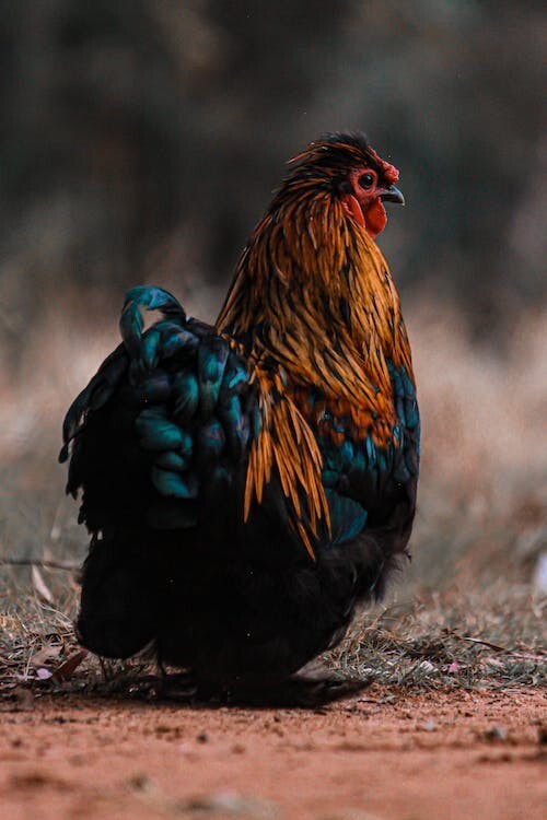 Digital Image Picture Photo Pic Wallpaper Background Rooster Chicken Farm ART 61