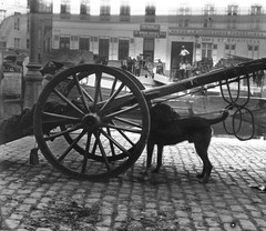 STEREO GLASS NEGATIVE, handcart w sweet dog, adds, rare, vintage fine art STEREO