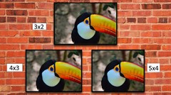 Toucan in the Wild, High Resolution Image, Many Formats, TV Art