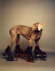 WILLIAM WEGMAN ‘Roller Rover’, 1987 SIGNED Ltd. Ed. Photograph 14 x 11 in. *NEW*