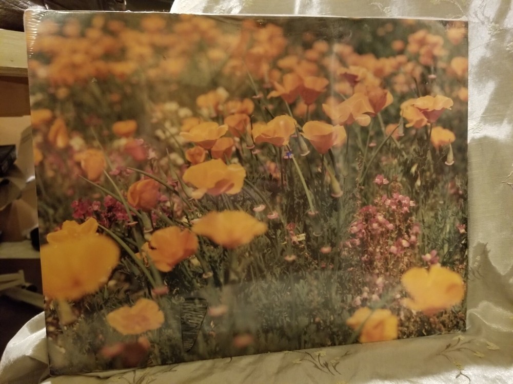 VTG Photograph in Plastic of a Field of California Poppies by Walter Arrufat R
