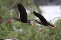 Black Bellied Whistling Duck Photo, Pick One Image – Various Sizes