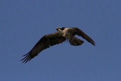 Osprey Photo 1, Pick One Image – Various Sizes