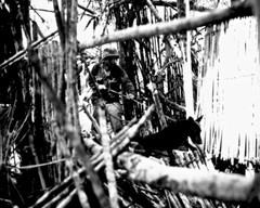 New World War II Photo: Canines of QM War Dog Platoon, Biak Island – 6 Sizes!