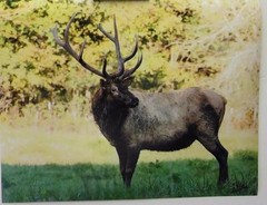 Standing Elk, 11×14 signed photograph