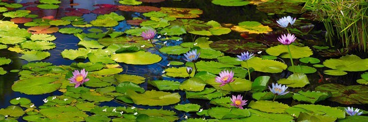Peter Lik «Awaken» Signed, Limited Edition, Framed Photograph! #89/950 1.5M!