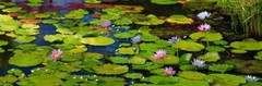 Peter Lik «Awaken» Signed, Limited Edition, Framed Photograph! #89/950 1.5M!