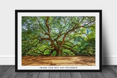 Nature Photography Print | Angel Oak Tree Picture | South Carolina Wall Art