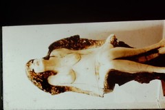 Vintage Art History 35mm Glass Slide F Gallo Love Object 1956