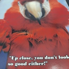 PHOTOGRAPHY Art MEME Prints Lot 3 Humorous Birds Animals Nature Photo – HW033