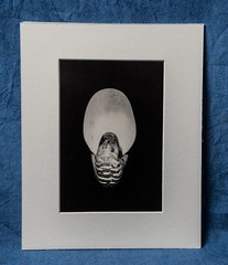 Chambered Nautilus Shell Front View