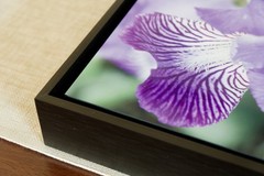 Framed Vibrant Iris Flower Photograph Printed on Aluminum Panel