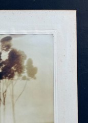 Leopold Hugo, Silver Print Photo «Eucalyptus Trees, Ca.» Pencil Signed. 1916