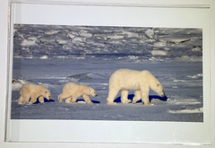 Polar Bears Mother and Cub Photograph Print, signed, sealed in plastic 13″ x 19″