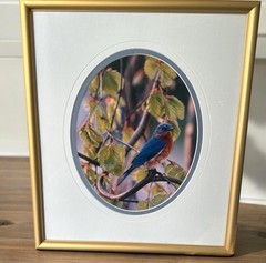 Carl R. Sams II Loon Photo Blue Bird Tree Branch Professionally Framed & Signed