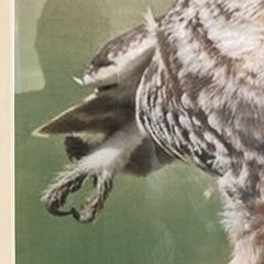 Framed Photo: Owl Taking Flight, 16″ Wide, 20.5″ Tall, Cable Hanger. Matted
