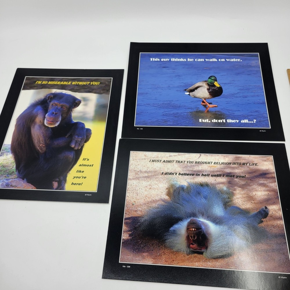 PHOTOGRAPHY Art MEME Prints Lot 3 Humorous Animals Nature Photos – HW030
