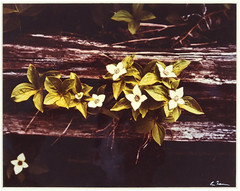Vtg «Canadian Dogwood» 8×10 Photograph, Signed, Matted & Framed (13×16) LEE MANN