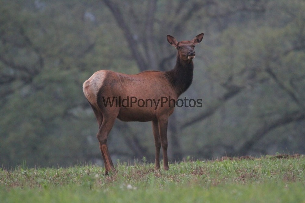 Elk Photo, Pick One Image – Various Sizes
