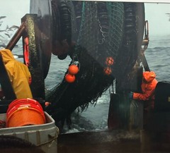 Original SAM MURFITT ‘ Maine Lobsterman Fisherman Pulling Nets’ BOAT Photograph