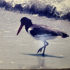 Framed Photo Of American Oystercatcher At Cayo Costa, Florida By Vince Radzik