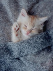 Sleeping Kittens – 500 Digital Pictures Photo Wallpaper Background Art Beautiful