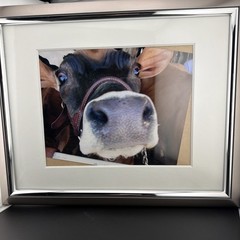 Framed Photograph Art Of Cow Frame-16 X 13