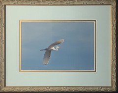 Flying Great Egret Bird Framed Picture 14.75 x 16.5”. Beautiful Piece.