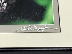 Thomas Mangelsen 8X10 «Gentle Giant The Silverback» Image of Nature P155