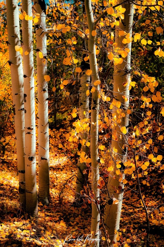 Autumn Aspen Grove Framed Fall Landscape Photograph Outdoor Nature Wall Art