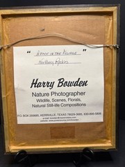 Harry Bowden Signed & Numbered 3/750 Photograph «A Face in the Foliage» Cougar