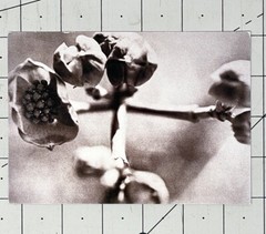 JOANN THORNTON PHOTOGRAPHS 2001 Art Announcement Card – Flower Series