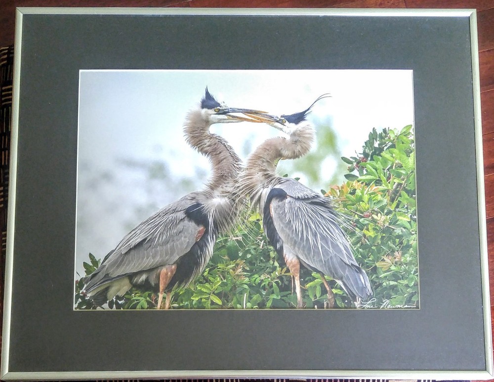 Bird Wildlife Photography – Great Blue Heron Marsh- Lou Newman Art Print