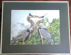 Bird Wildlife Photography – Great Blue Heron Marsh- Lou Newman Art Print