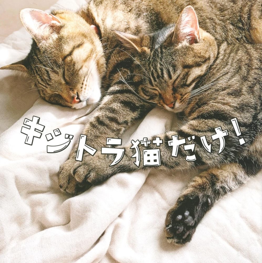 Only Tabby Cats!