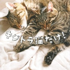 Only Tabby Cats!