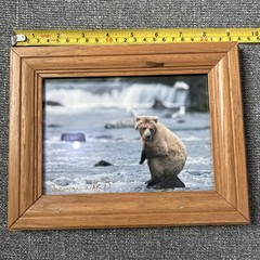 Kennan Ward Photography Bear On Rock On Water 5×7 Photograph Signed Wood Framed
