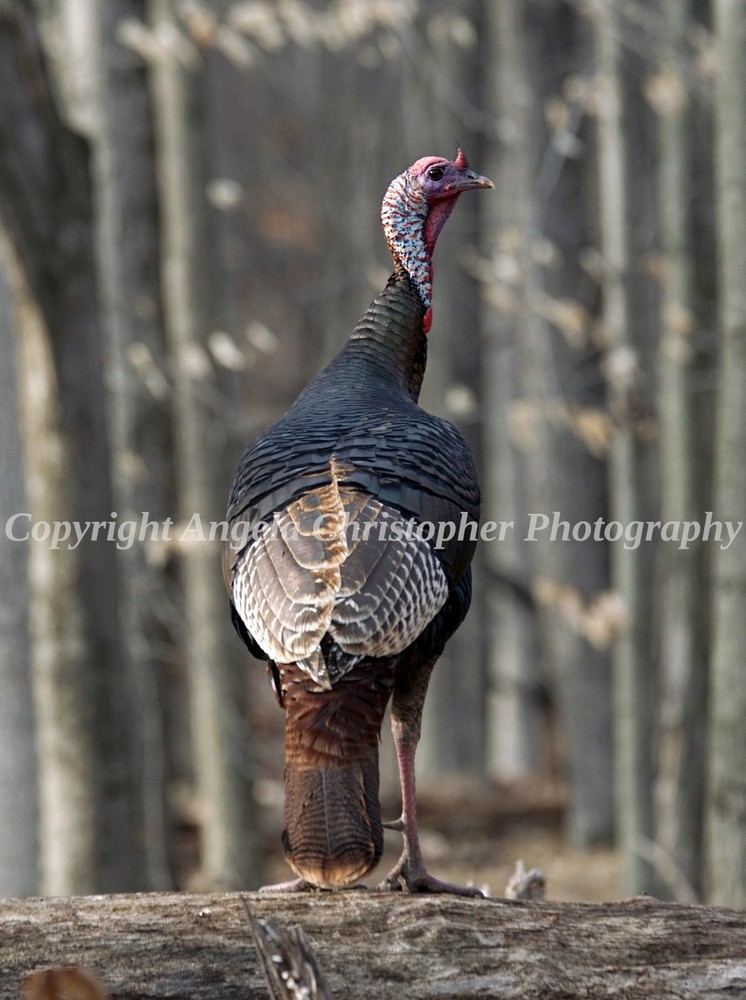 Original ACEO photo fine art print 2.5 x 3.5″ MALE TURKEY brown bird tom gobbler