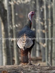 Original ACEO photo fine art print 2.5 x 3.5″ MALE TURKEY brown bird tom gobbler