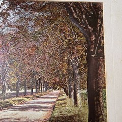 Matted Landscape of Trees and Road Looks Like Autumn Fall Colors