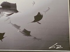 SAILFISH Baitball Signed Chris Doherty 5×7 B/W Photo | Matted & Framed 16.5×13.5