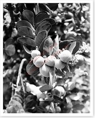 Sodom Apple Plant Near En Gedi Dead Sea 1920’s Holy Lands Silver Halide Photo