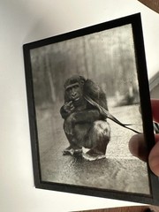 Five Vintage Zoological Monkey Studies on Glass Plate, Photo TE1199