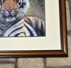 Thomas Mangelsen, Survivor–Bengal Tiger, Out of Print, Signed, Limited Edition