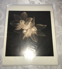 MELISSA SPRINGER BLOOMS COLLECTION SET OF 3 SEPIA MONOCHROME FLOWER PRINTS NIB