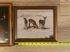 Framed Whitetail Buck Wildlife Photographs Pair 11×9.5 Lodge Art