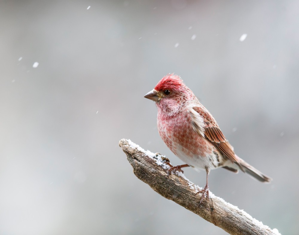 Purple Finch Bird 11×14 Photograph Print 11″x14″