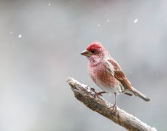 Purple Finch Bird 11×14 Photograph Print 11″x14″
