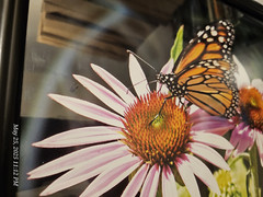 Butterfly In It’s Nature