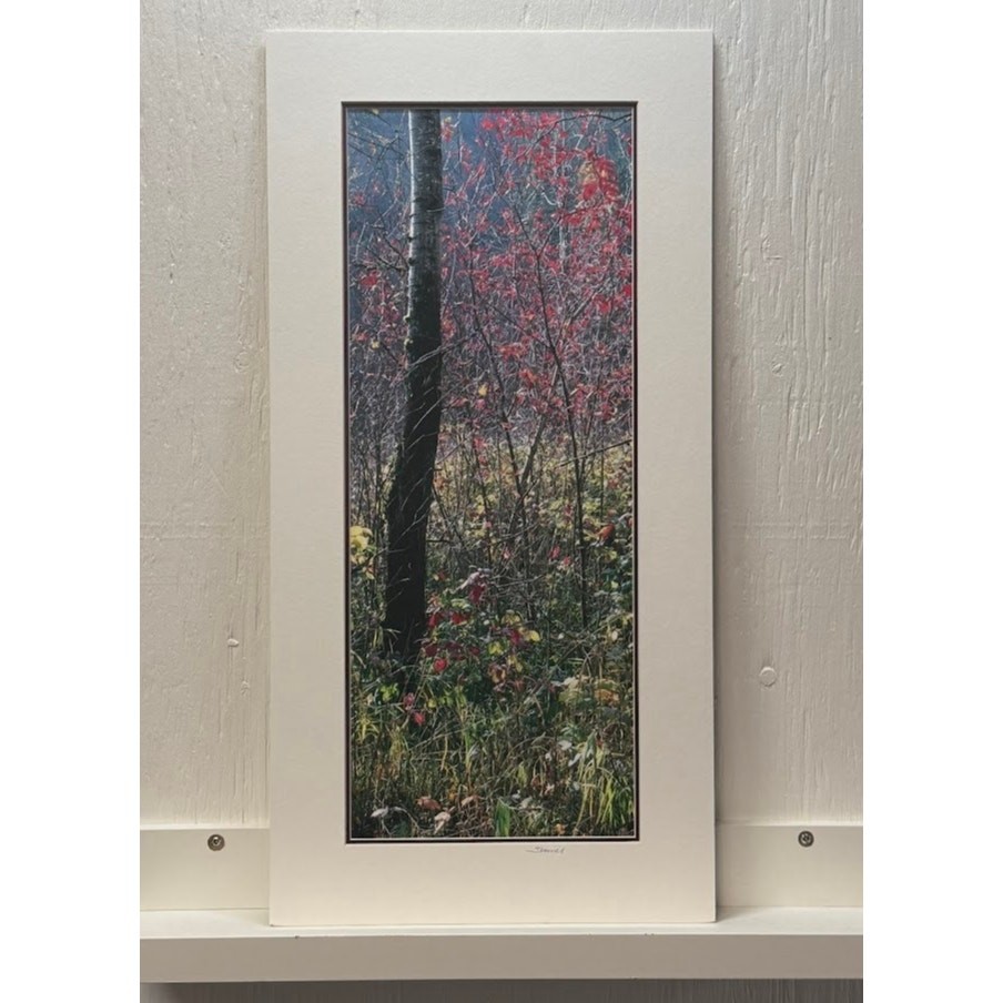 Signed Michael Sherrill Photo ‘Fall Color II’ Matted Vertical Oregon Art 12×24